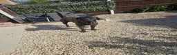 Mixed Breed dogs for sale: Cane corso x American bully puppies - Advert 9