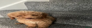 Cockapoo 6