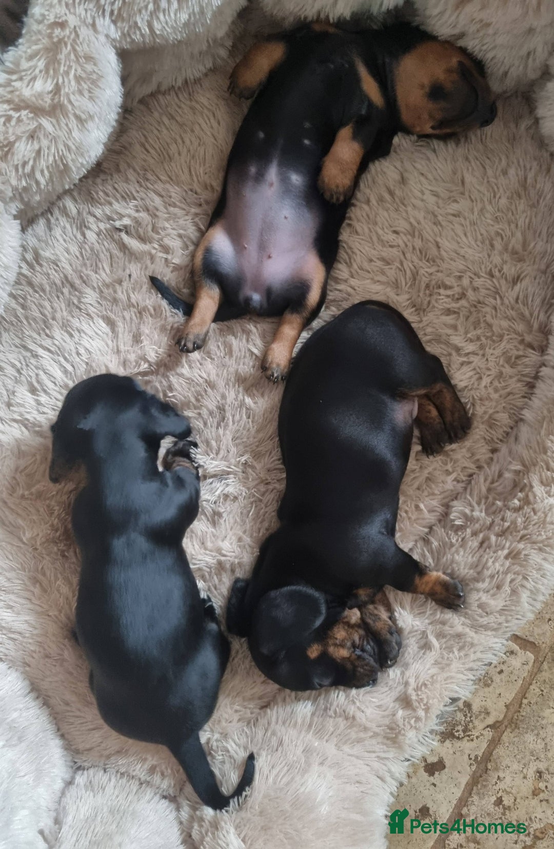 Miniature Dachshund dogs for sale: Stunning Miniature Dachshund Puppies - Advert 25