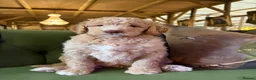 Bernedoodle dogs for sale: F1b Apricot Medium Bernedoodle  - Advert 21