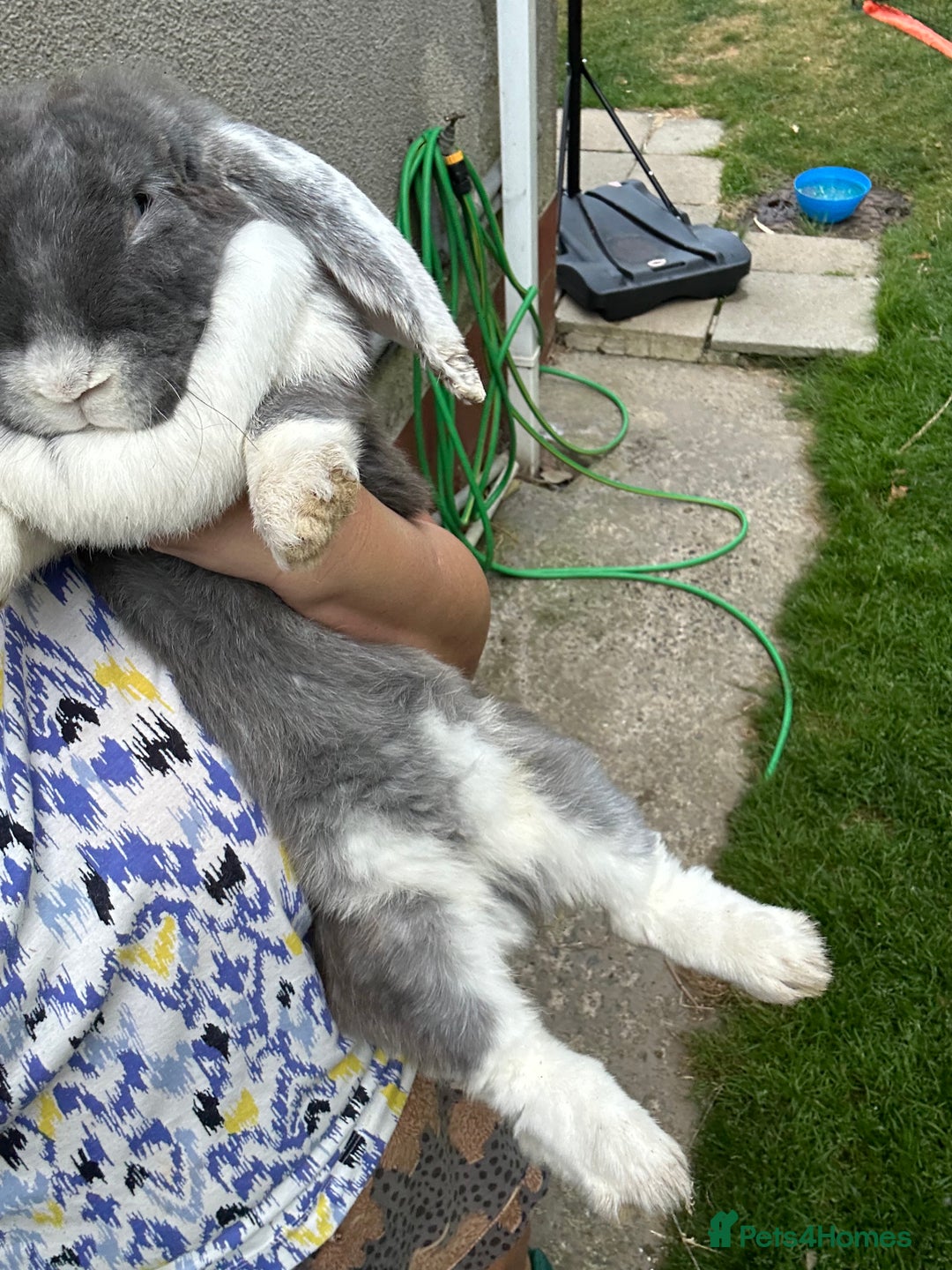 French Lop rabbits for sale: Stunning French lop bunnies  - Image 2