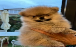 Pomeranian dogs for sale: 2 Pomeranian female puppies available  - Image 20