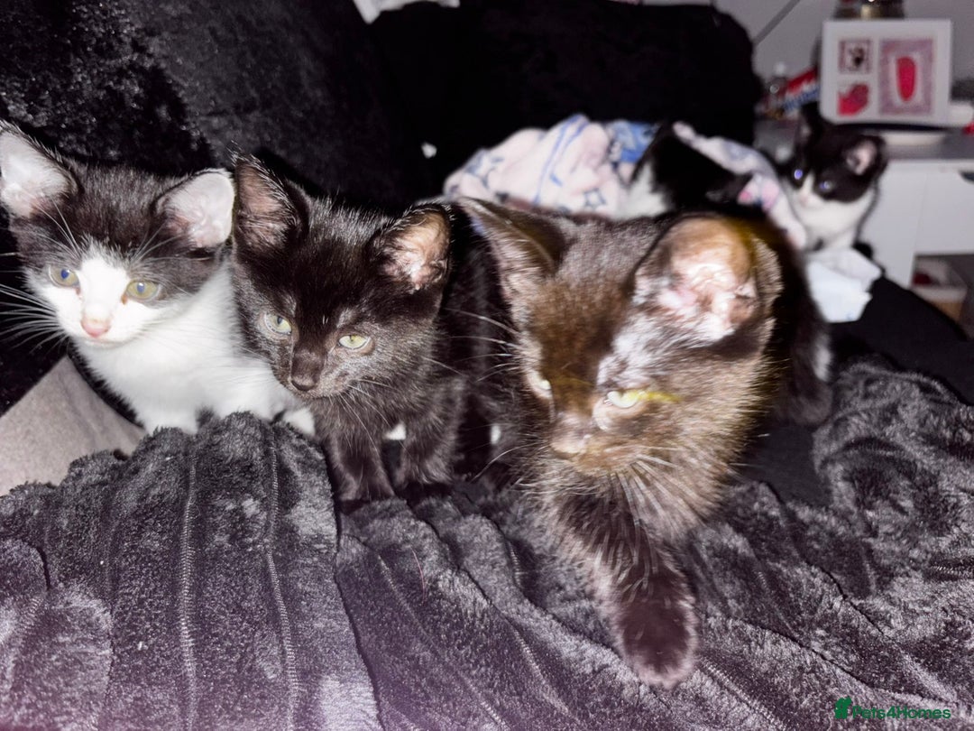 Mixed Breed cats for sale: Kittens  - Advert 4