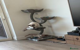 Ragdoll cats for sale: Beautiful Blue point mitted Ragdoll  - Advert 6