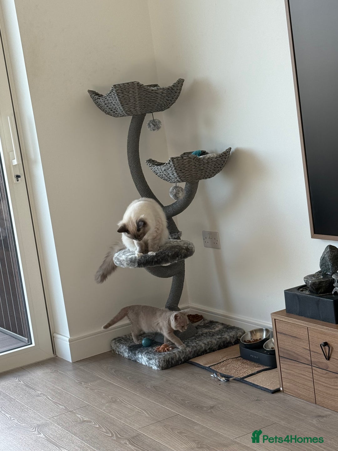 Ragdoll cats for sale: Beautiful Blue point mitted Ragdoll  - Advert 6