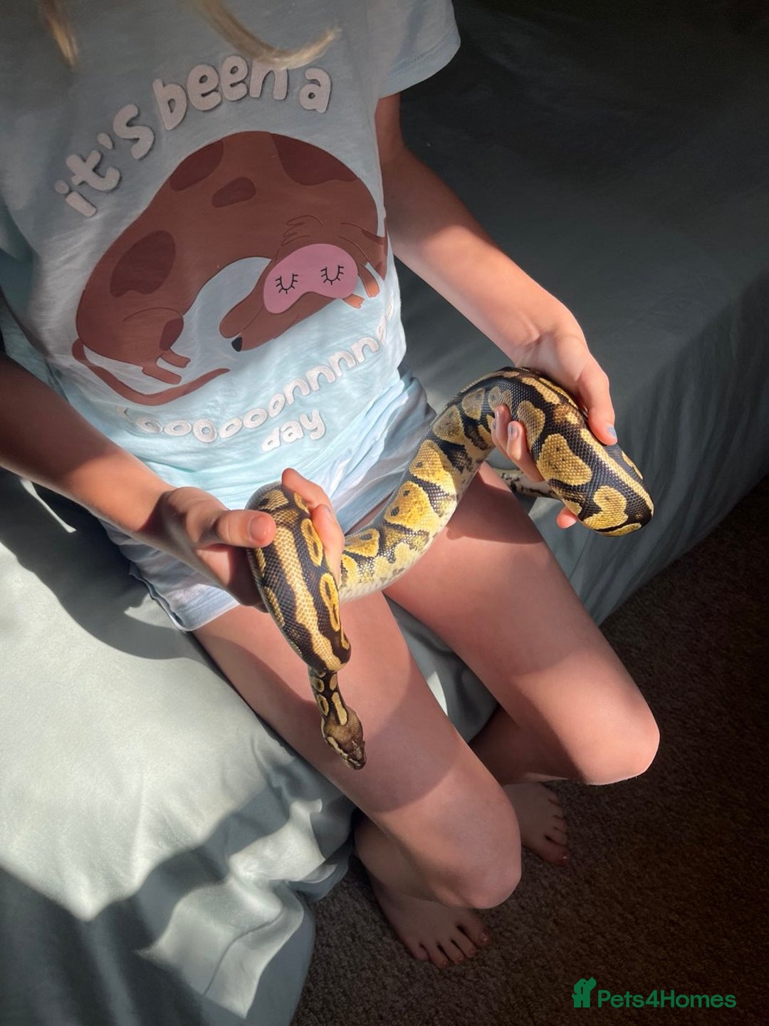 Python Snake reptiles for sale: Royal Python (Fire Yellow Belly) – Female - Image 3