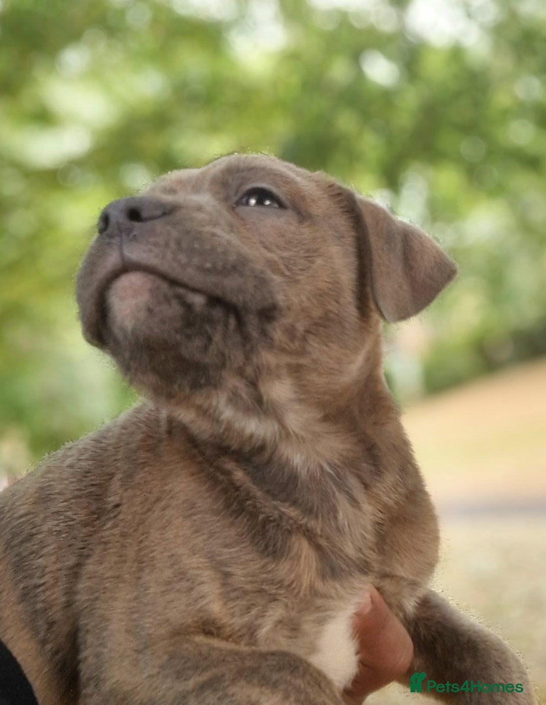 Staffordshire Bull Terrier dogs for sale: CHUNKY blue Staffordshire bull terror puppys - Image 9