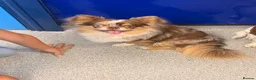 Chihuahua dogs for sale: Stunning Thai chihuahua puppies  - Advert 4