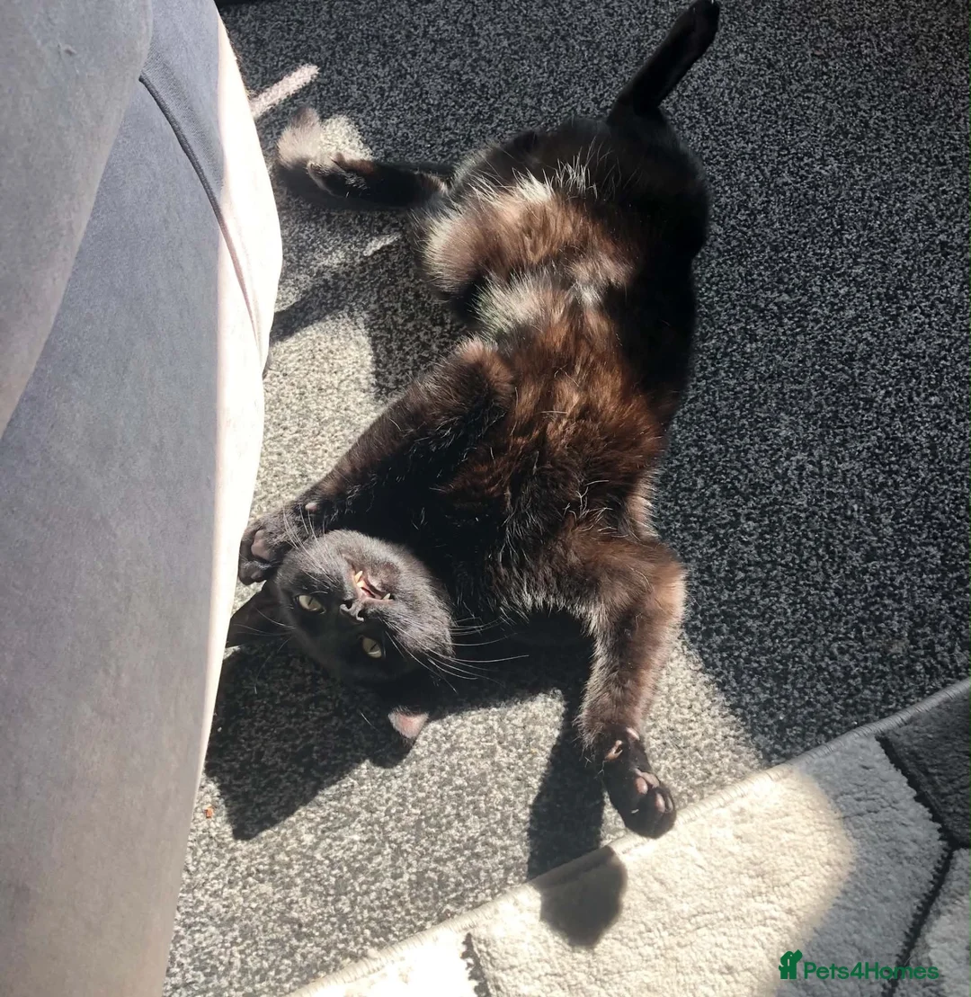 Mixed Breed cats for sale: 2 brothers looking for a forever home (free) - Advert 5