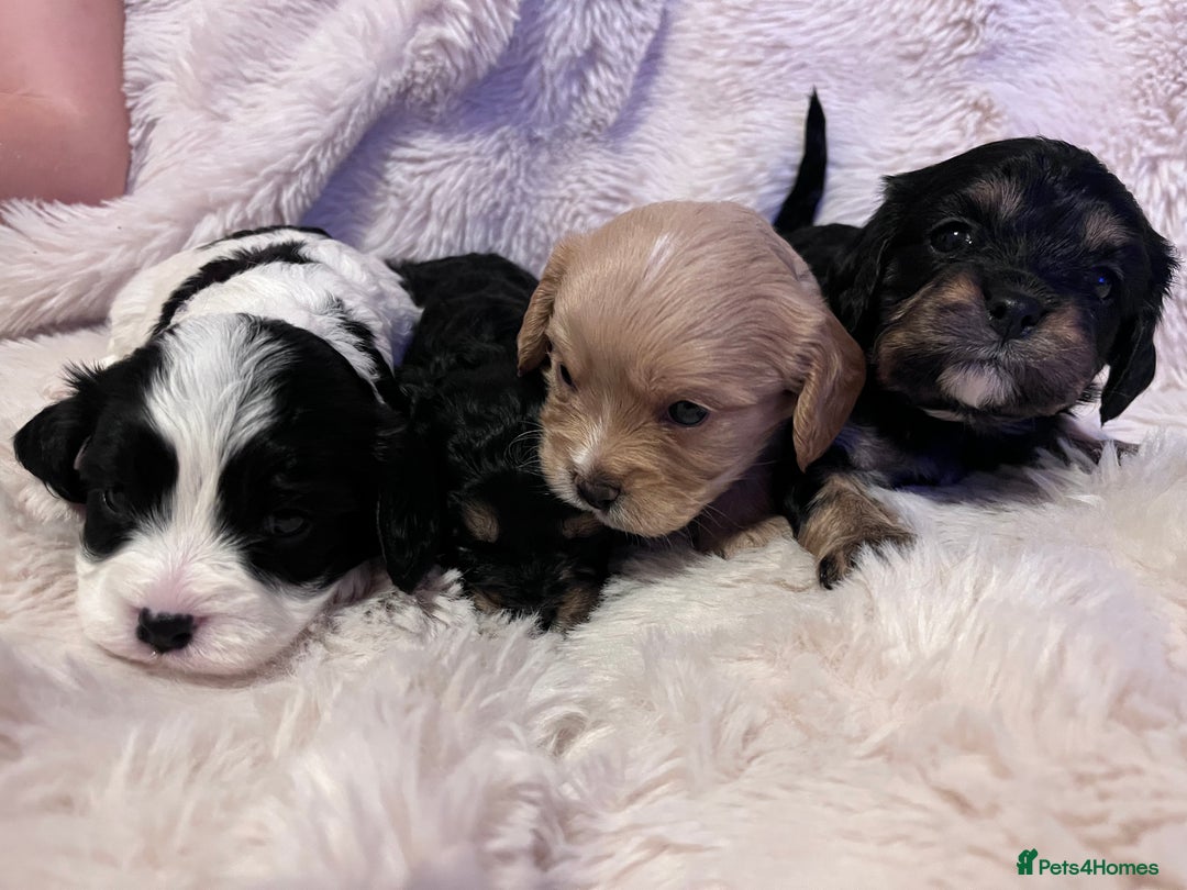 Cavapoo dogs for sale: STUNNING F1b REVERSE Cavapoos - Advert 19