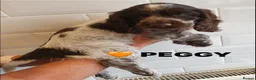 Cocker Spaniel dogs for sale: ONLY 1 STUNNING SHOW COCKER SPANIEL BOY LEFT !  - Advert 18