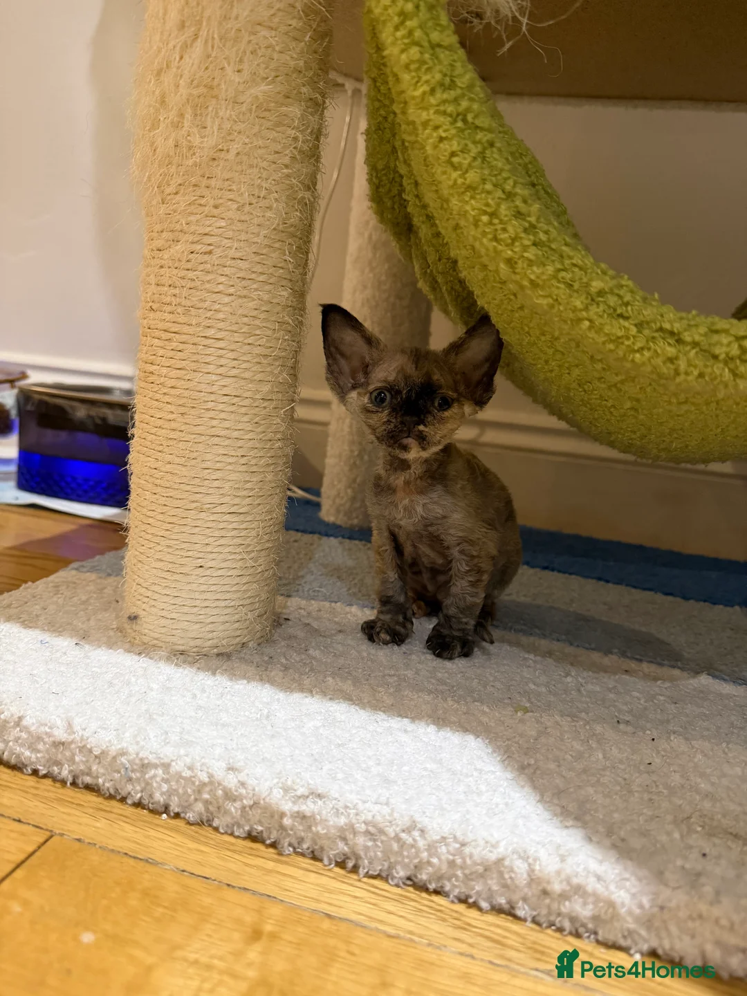 Devon Rex cats for sale: 🐾Adorable Devon Rex Kittens 🐾🌸 - Advert 3