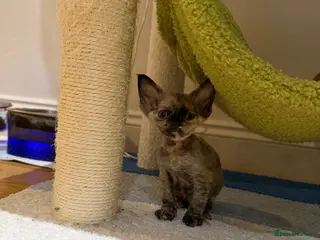 Devon Rex cats 🐾Adorable Devon Rex Kittens 🐾🌸 - Advert 9