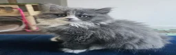 British Longhair cats for sale: 2 girls 1 boy British longhair mix - Advert 8