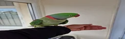 Parrots birds for sale: Super Tamed Alexanderian Parrot for sale - Advert 6