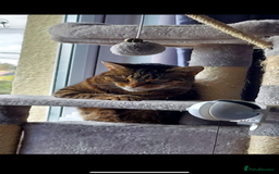 Mixed Breed cats for sale: Female tabby cat  - Image 2