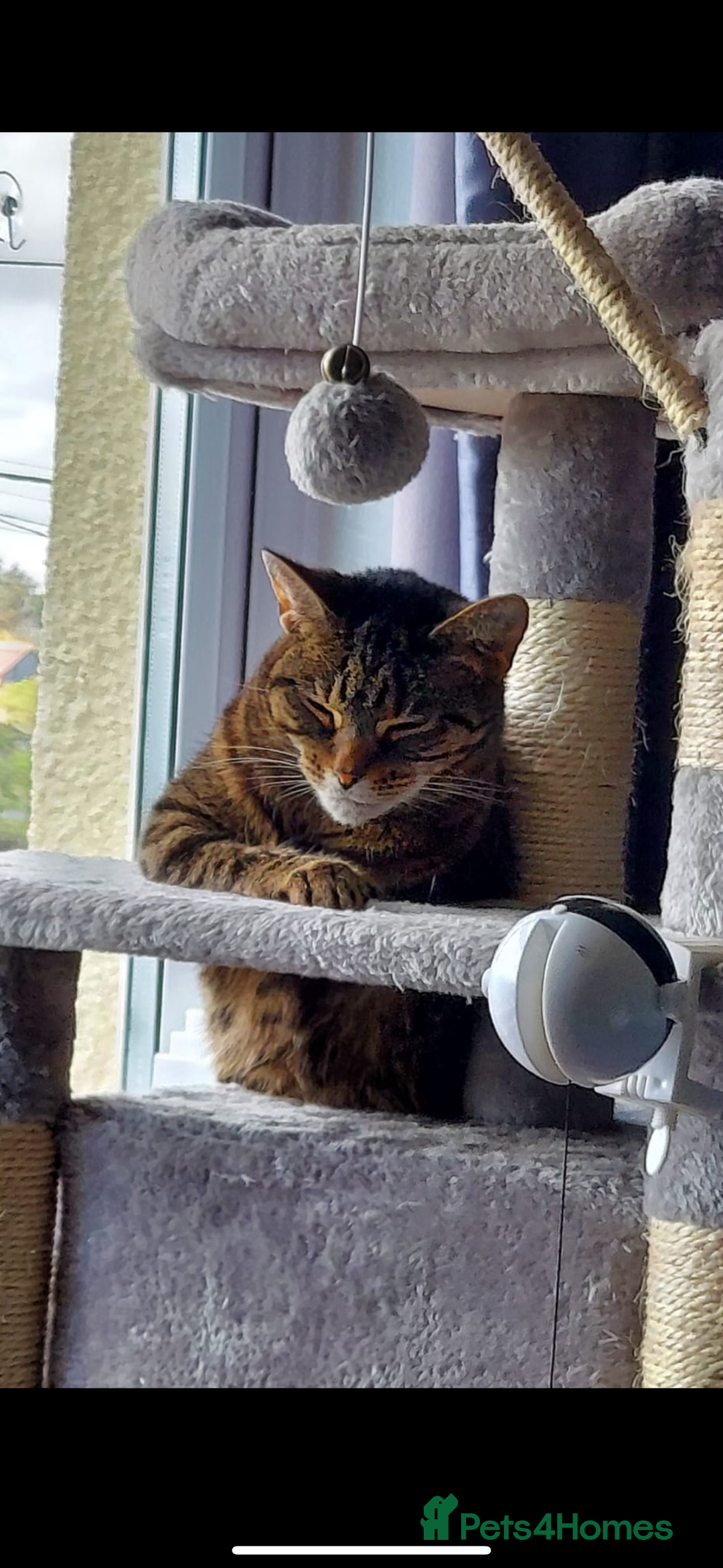 Mixed Breed cats for sale: Female tabby cat  - Image 2