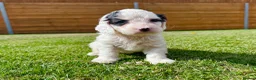 Cockapoo dogs for sale: Beautiful F1 Cockapoo Babies 🐾🐾🐾 - Advert 10