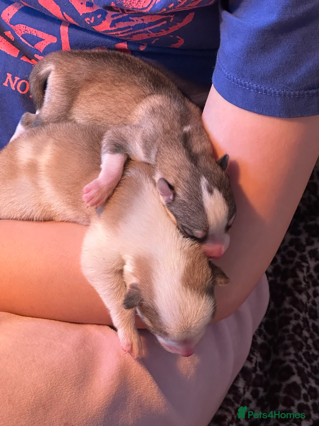 Pomsky dogs for sale: Rare Pomsky pups - Gorgeous miniature Husky’s in Whitley Bay - Advert 27