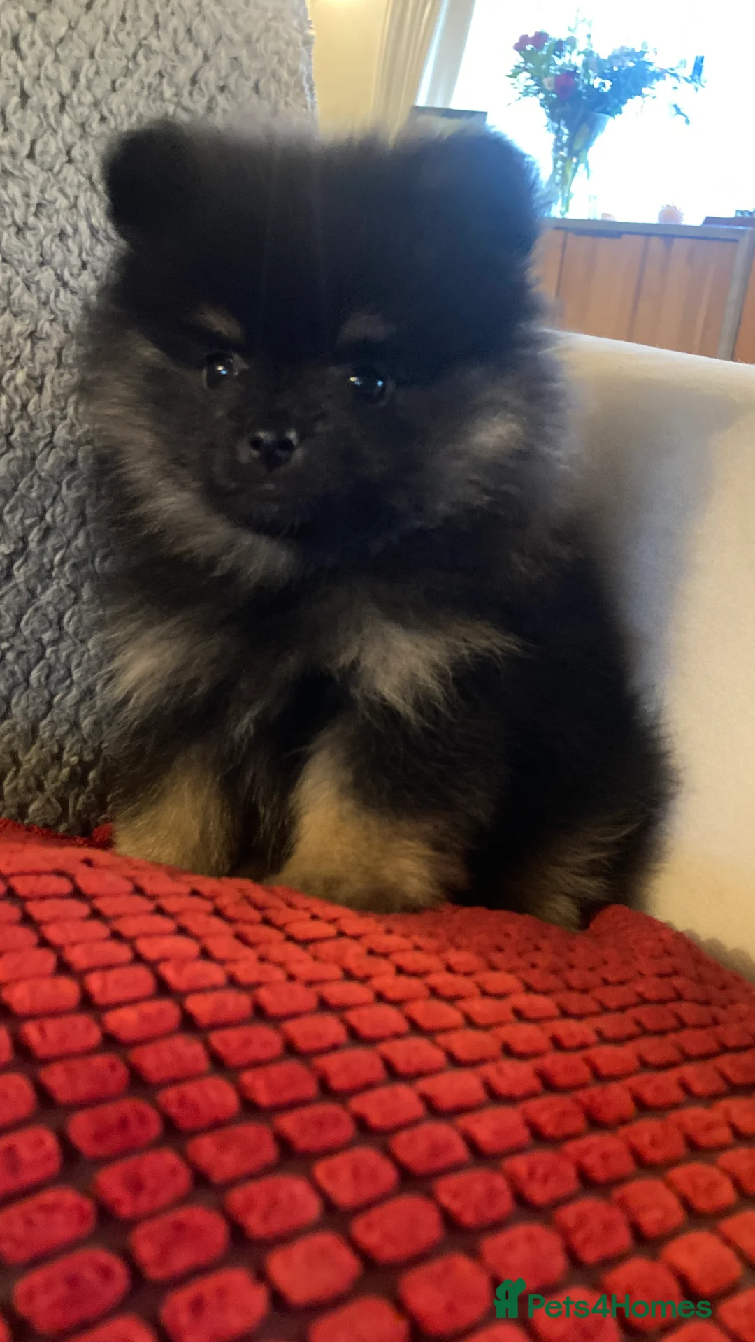 Pomeranian dogs for sale: Stunning litter of 6 Pomeranian Pups - Advert 10