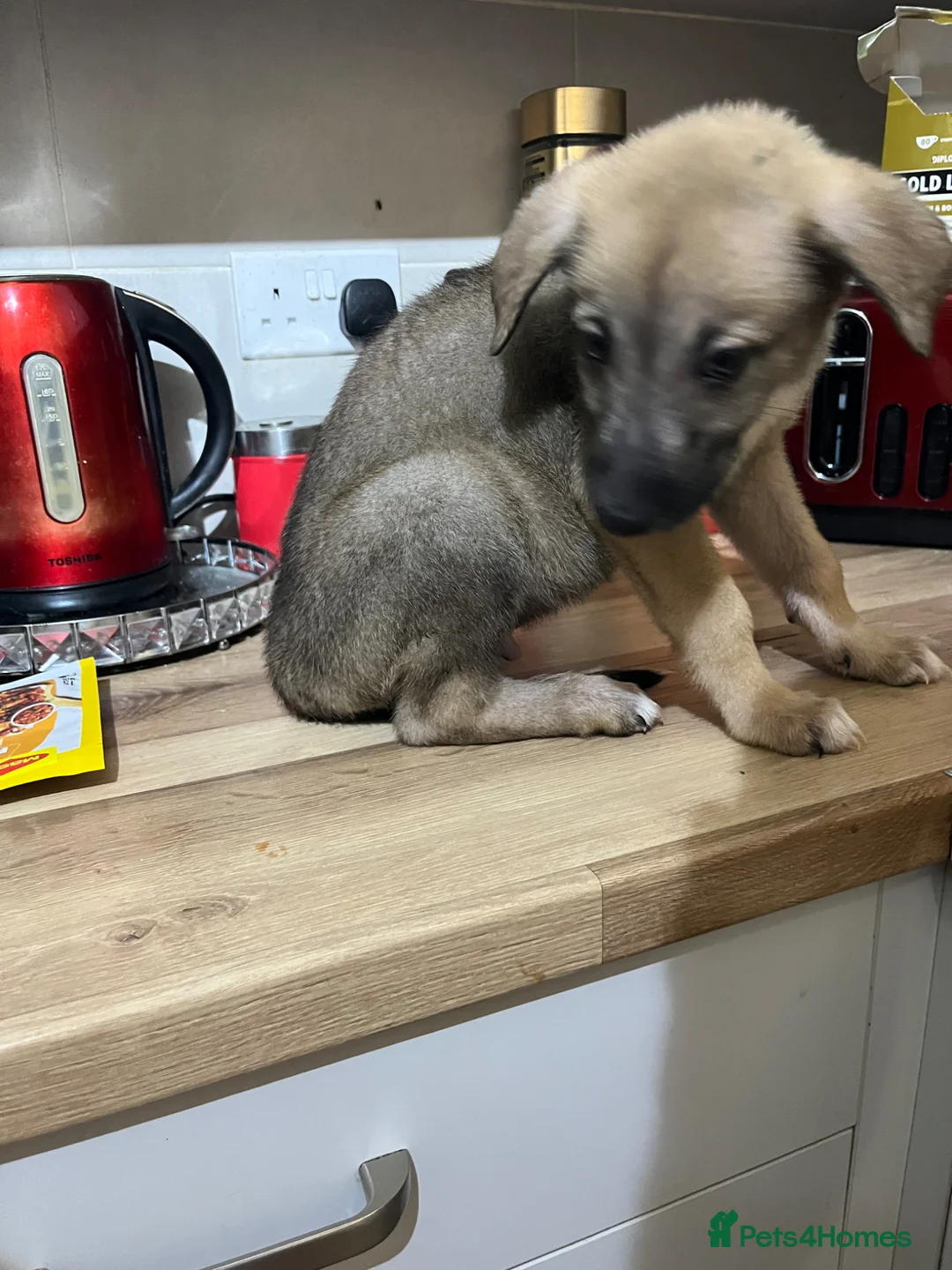 Mixed Breed dogs for sale: Lurcher x Akita  in Leigh - Advert 15