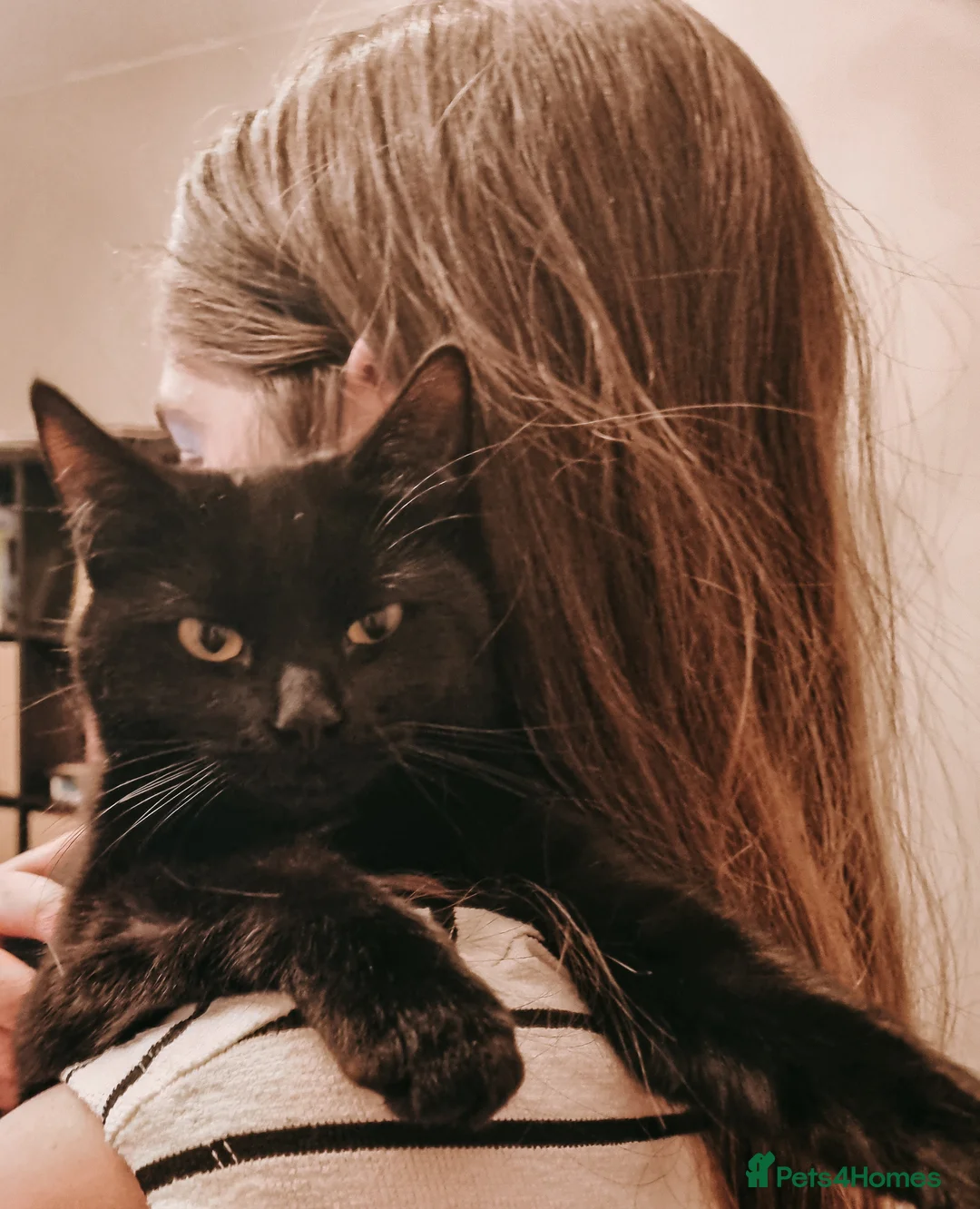 Mixed Breed cats for sale: Adorable black female cat age 2yrs - Advert 1