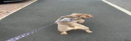 Olde English Bulldogge dogs for stud: “BIG REG” Lilac-Tri Olde English Bulldog stud  - Advert 4