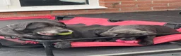 Labrador Retriever dogs for sale: READY NOW! LAST FEW BOYS KC Charcoal Labs - Tested - Advert 3