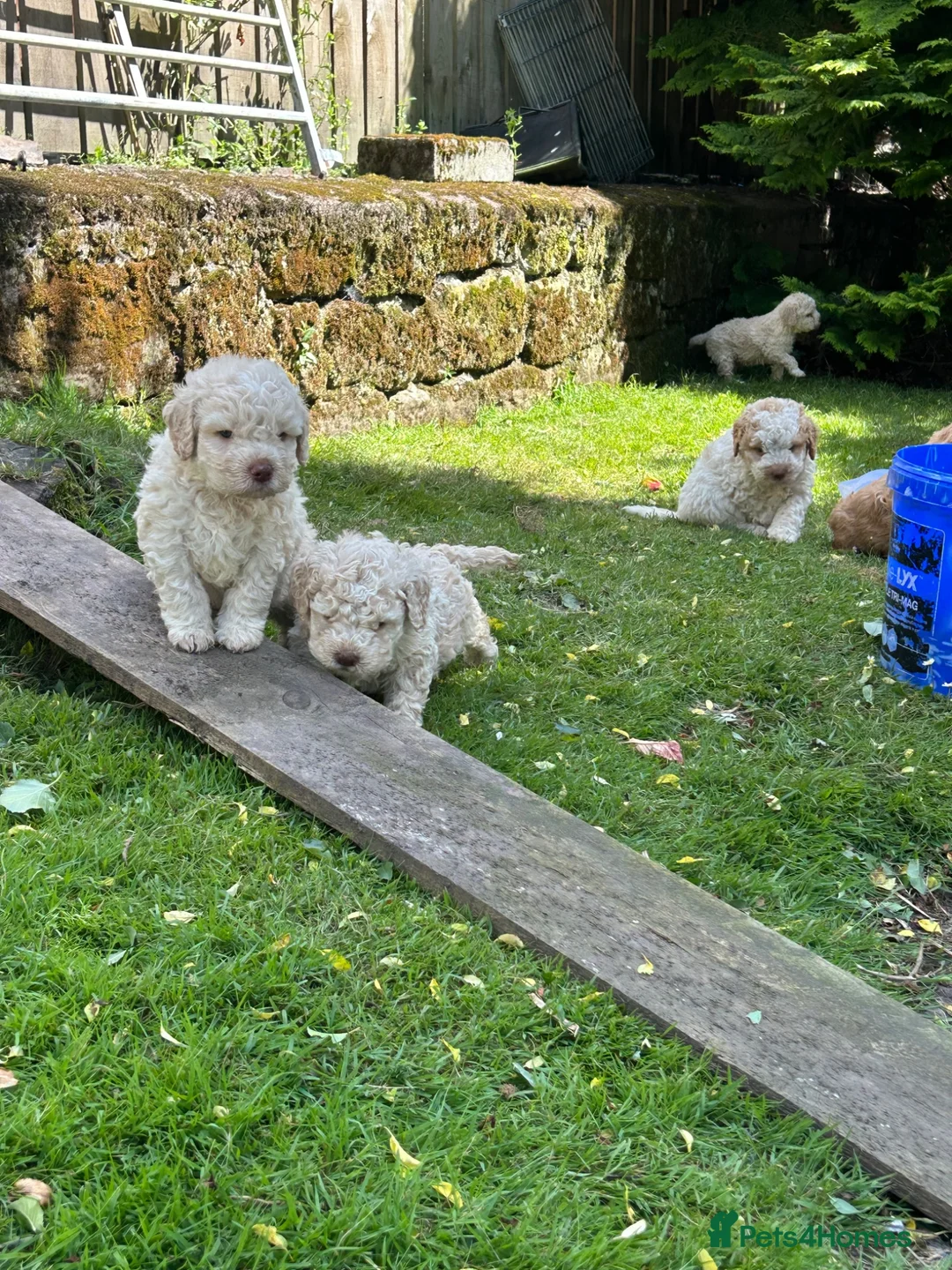 Lagotto Romagnolo dogs for sale: 5 beautiful Lagotto boys - Advert 13