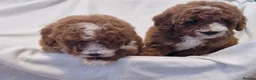 Cockapoo dogs for sale: F1b, genetically health clear - Advert 6
