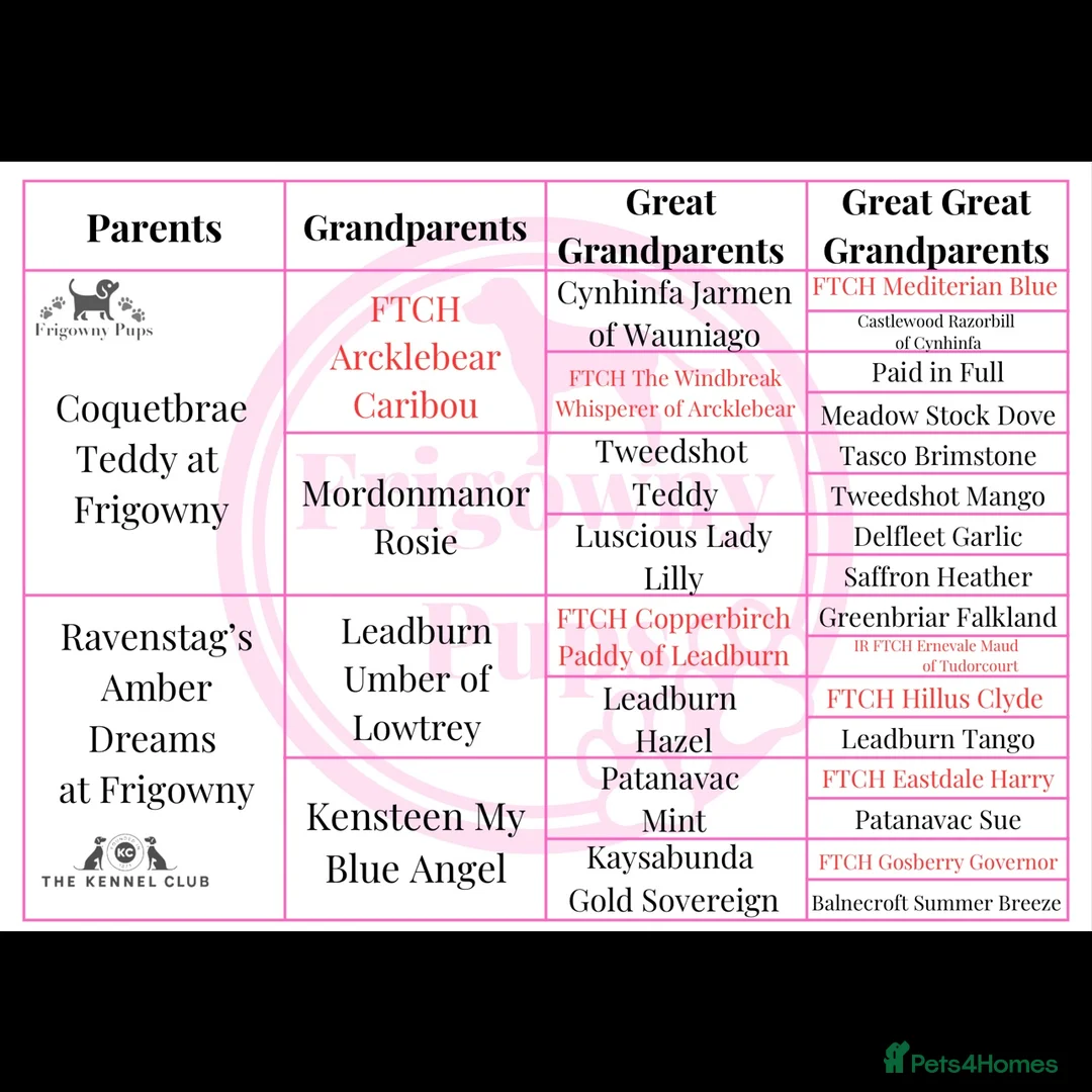 Labrador Retriever dogs for sale: 🧡 Pale Fox Red Yellow Labrador Puppies 💛 - Advert 6