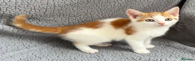 Mixed Breed 3
