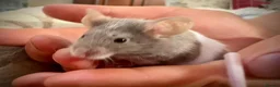 Mouse rodents for sale: Pet mice for sale  in Lynton - Advert 3
