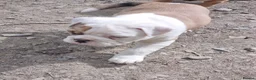 American Bulldog dogs for sale: Happy, chunky, healthy American Bulldog puppies  - Advert 23