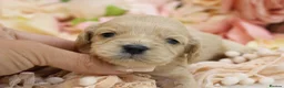 Cavapoo dogs for sale: *HEALTH TESTED*Cavapoo Puppies 5*LICENSED BREEDER* - Advert 20