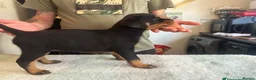 Rottweiler dogs for sale: 2 Beautiful and Playful Rottweiler puppies  - Advert 23