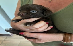 Chihuahua dogs for sale: Rare chocolate chihuahua puppies - Image 20