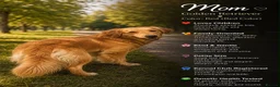 Goldendoodle dogs for sale: F1 Goldendoodle Puppies Reservations Now Open - Advert 9