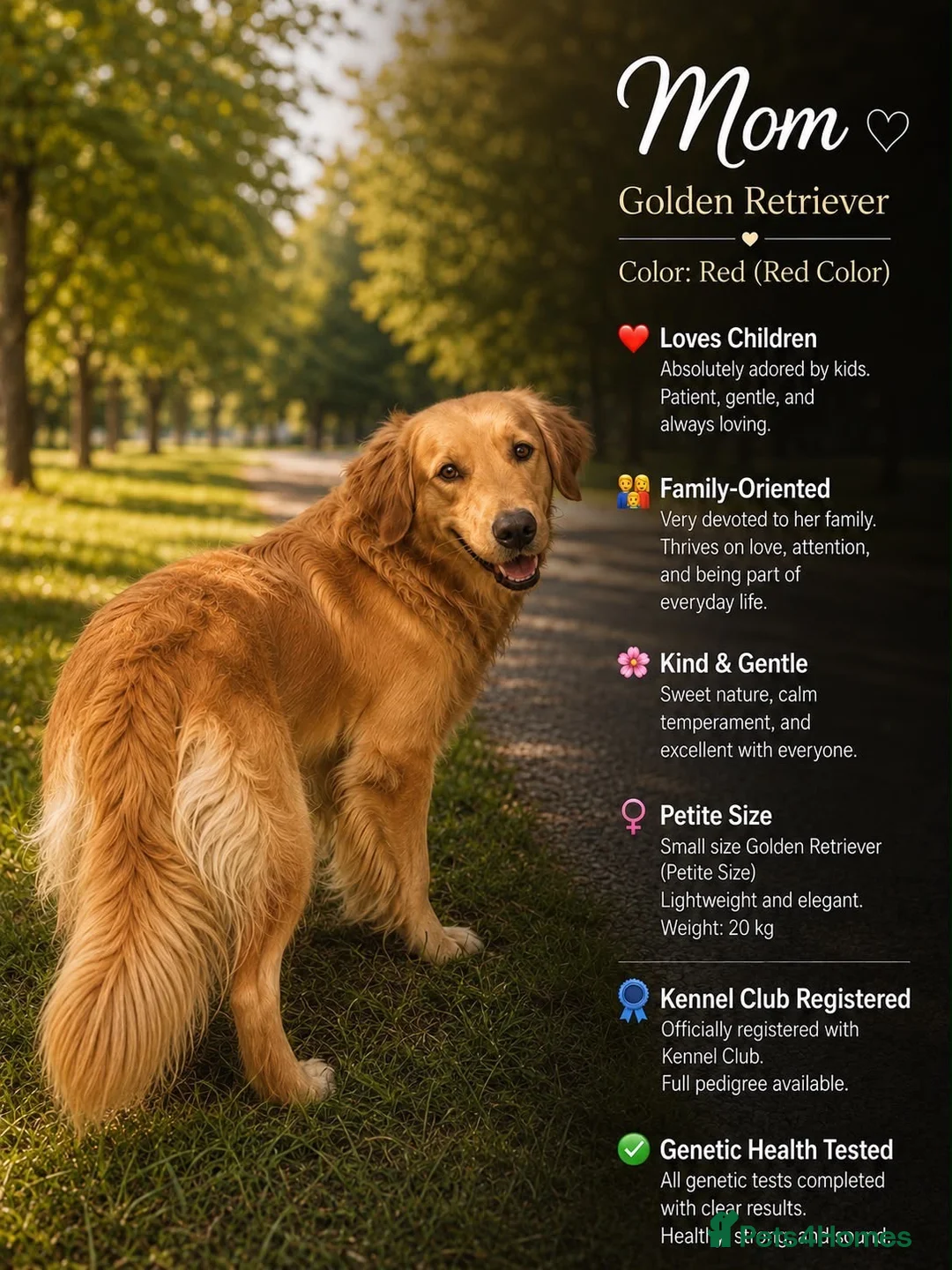 Goldendoodle dogs for sale: F1 Goldendoodle Puppies Reservations Now Open - Advert 9