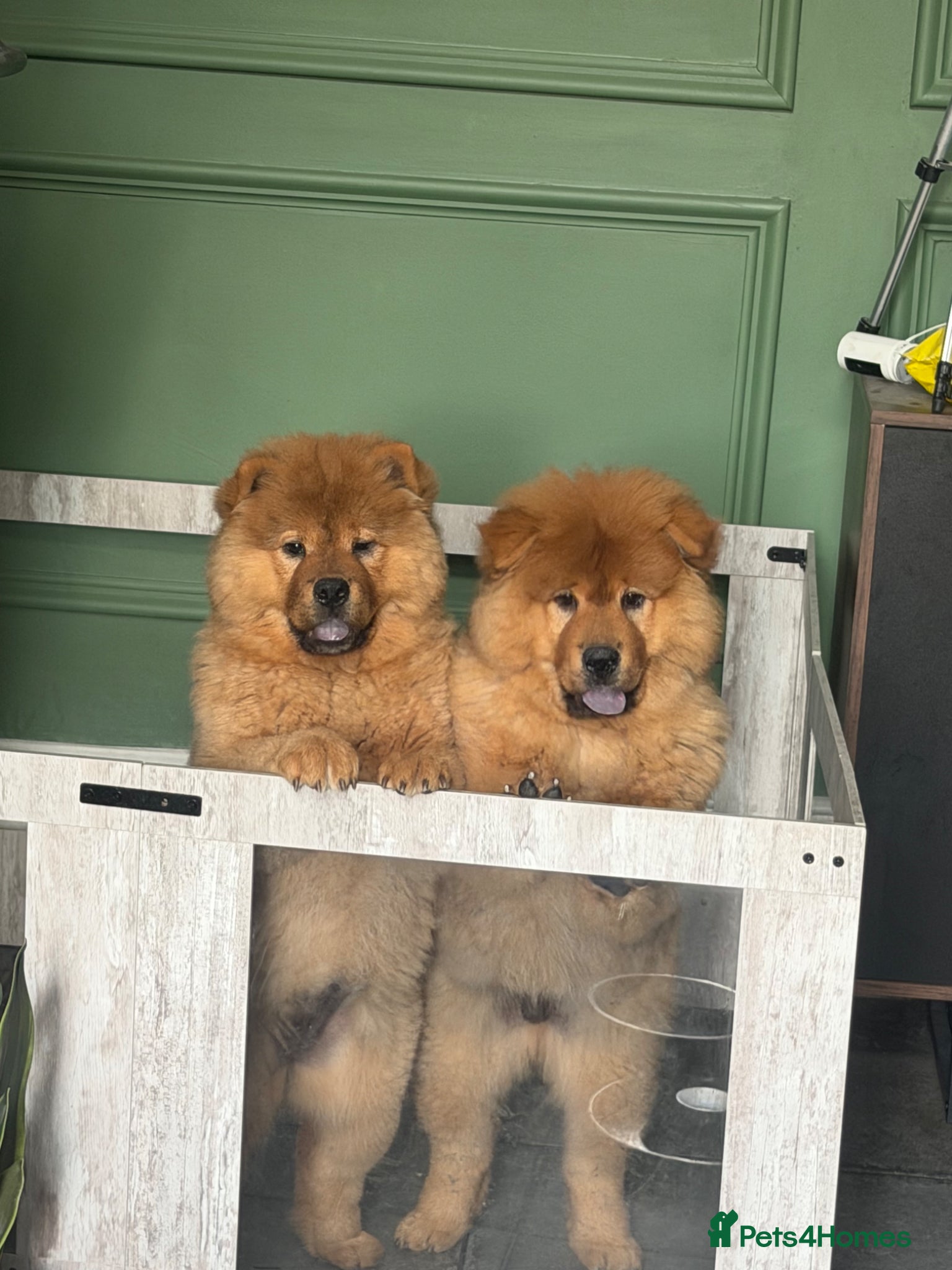 Chow Chow dogs 🐻‍❄️ Beautiful Red Chow Chow Puppies  - Advert 14