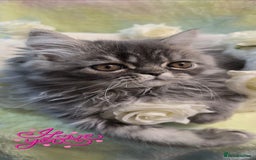 Persian cats for sale: 4 Persian Kittens - Image 5