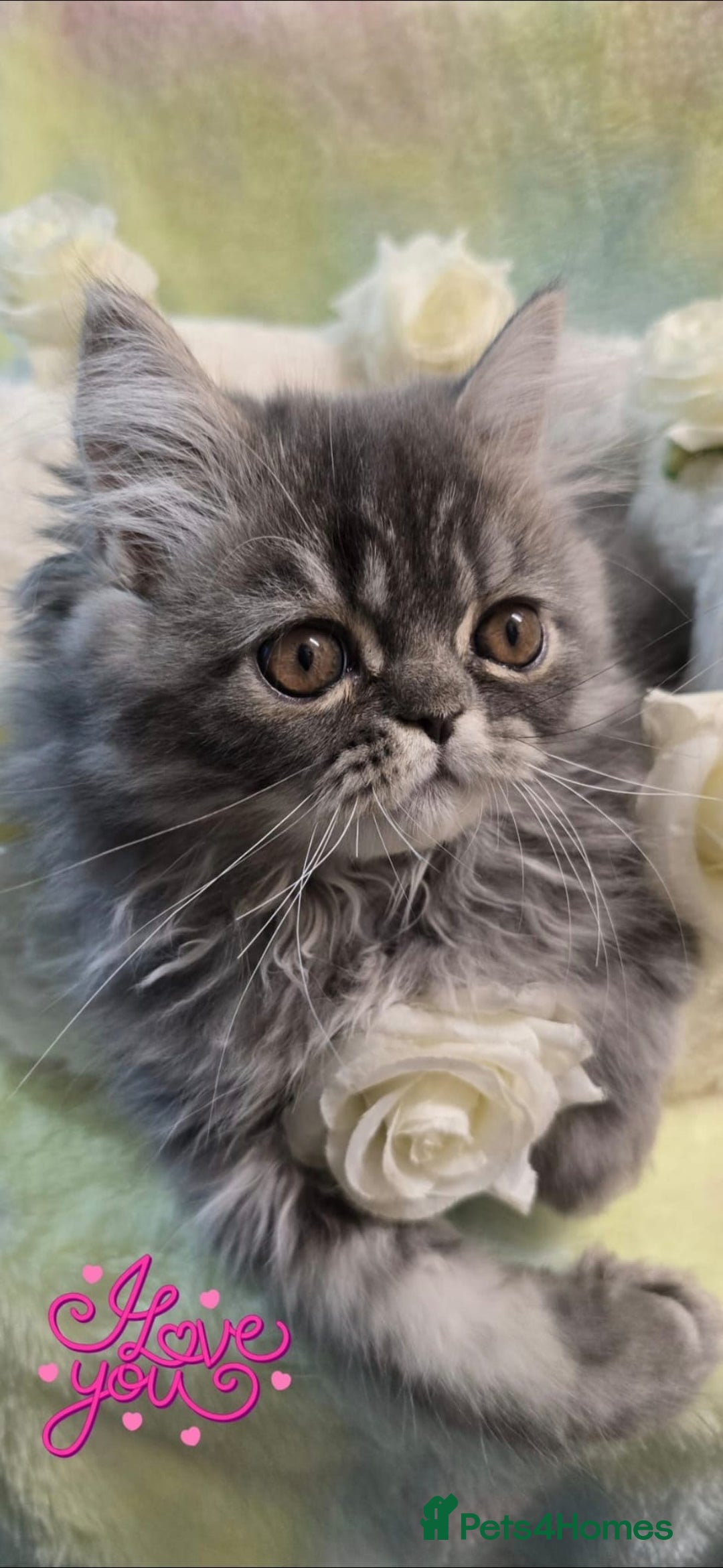 Persian cats for sale: 4 Persian Kittens - Image 5