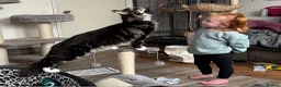 Maine Coon cats for sale: Maine coon kittens Tica registered parents  - Advert 10