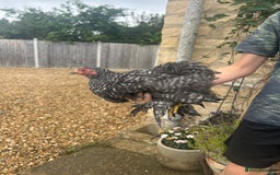 Chickens poultry for sale: Pekin Bantam Hens - almost 3 months old - Image 2