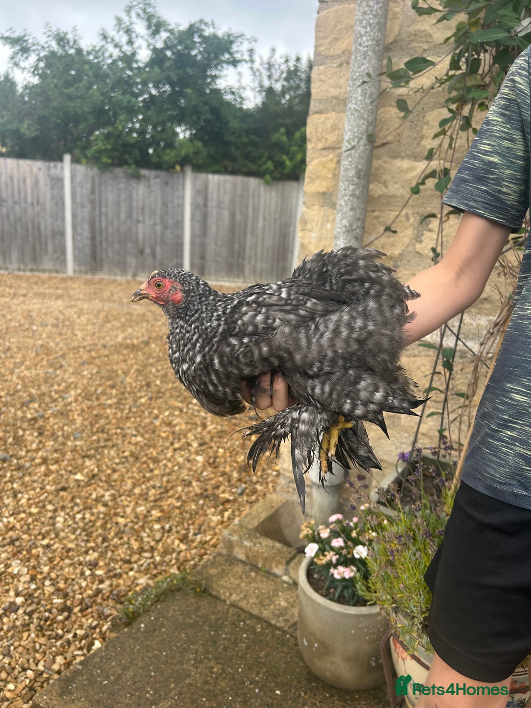 Chickens poultry for sale: Pekin Bantam Hens - almost 3 months old - Image 2
