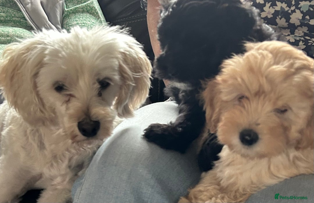 Maltipoo dogs for sale: Beautiful cheeky maltipoo, ball of fluff - Image 6
