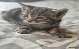 Maine Coon cats for sale: Maine coon x kittens - Image 2