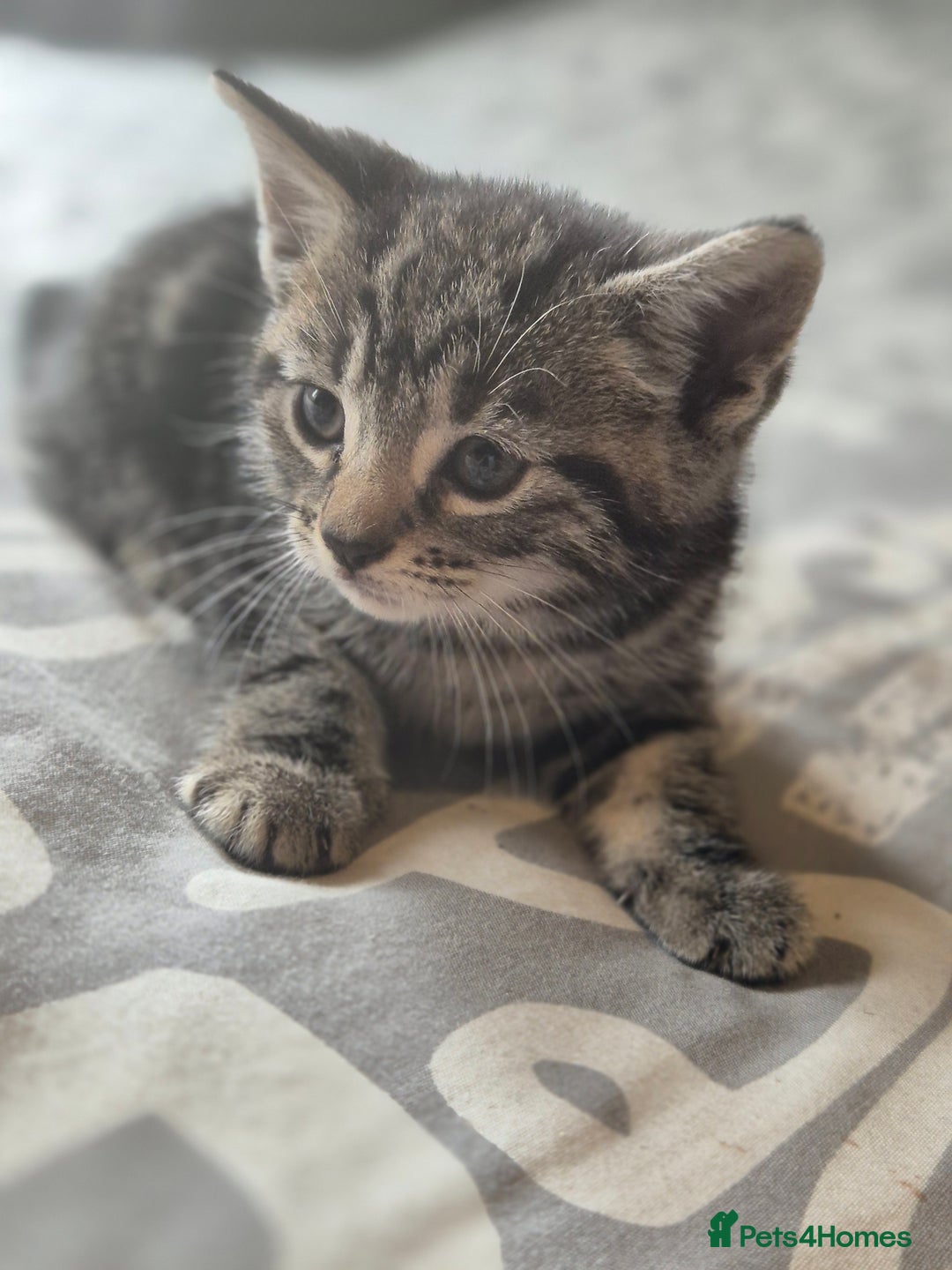 Maine Coon cats for sale: Maine coon x kittens - Image 2