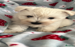 West Highland Terrier dogs for sale: Westie puppies available  - Image 7