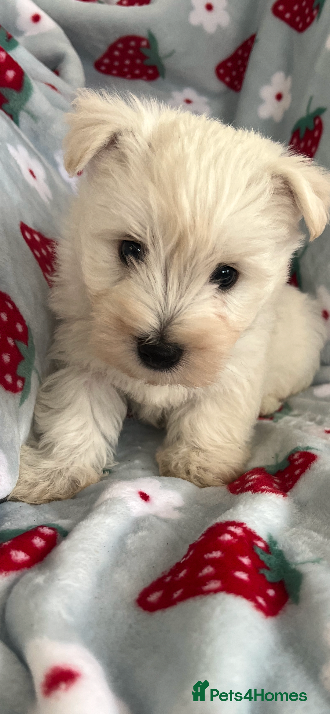West Highland Terrier dogs for sale: Westie puppies available  - Image 7
